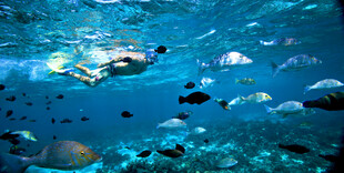 海底潜水与多彩鱼群景观