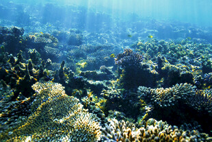 海底斑斓珊瑚景观