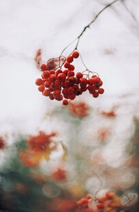 红浆果