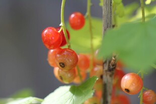 红醋栗
