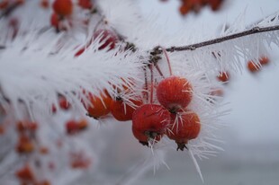 红浆果
