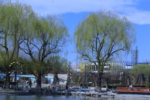 公园风景  