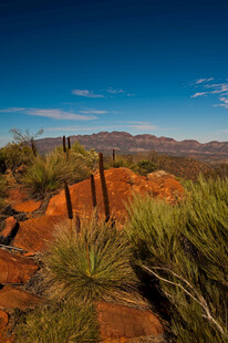 沙漠中的绿植与远山景观