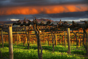 夕阳下的葡萄园美景