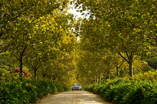 林间小道上的孤独行驶车辆