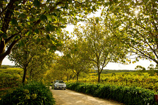 林间小道上的行驶车辆