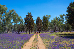 紫色花海中的林间小径