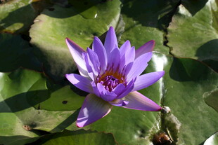 紫色睡莲绽放于绿叶间