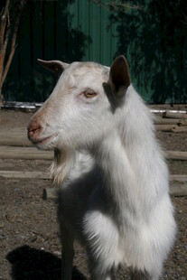 白色山羊张嘴露齿