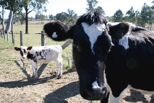 奶牛与小牛在牧场