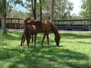 草地上的母马与小马驹