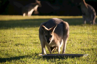 草地上的袋鼠