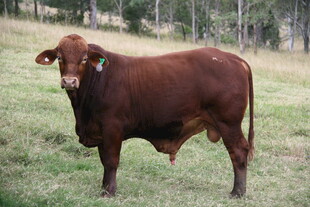 棕色壮硕牛站立于草地