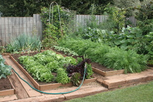 家庭菜园 生机勃勃的角落