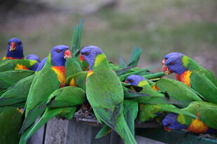 多彩鹦鹉聚集在木柱上