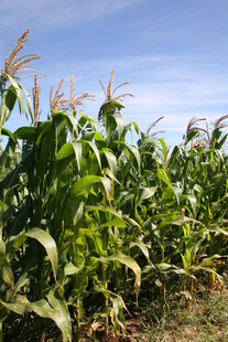 夏日玉米田风景