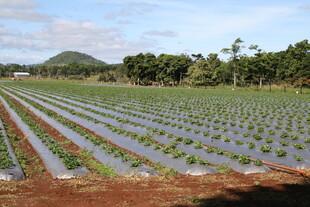 整齐的农田作物种植景观
