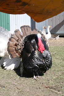 雄火鸡开屏展示美丽羽毛