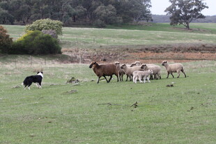 草原上的牛马群