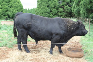 黑色公牛站立于草地