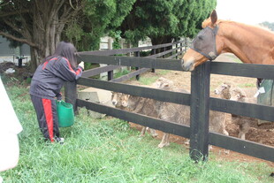 小孩给围栏里的马喂食