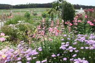 缤纷花海田园美景