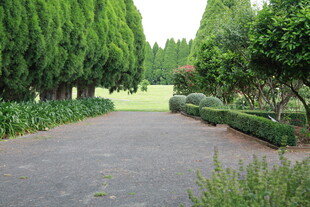 林荫小道 静谧园林景致