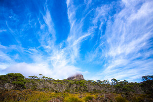 蓝天之下的繁茂植被景观
