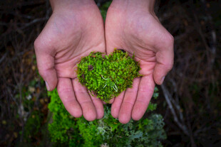 掌心的绿色心形苔藓