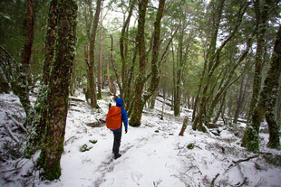 雪地林间徒步者