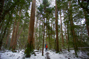 雪覆森林中的徒步者