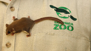 动物园衣物上的可爱小松鼠