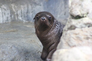 可爱小海狮在岩石间