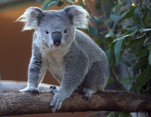 树枝上的可爱考拉