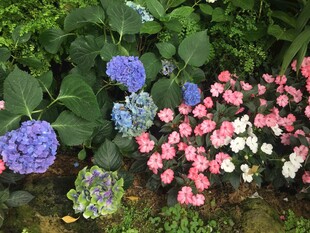 多彩绣球花绽放于绿植间