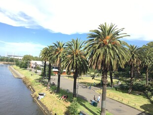 河畔棕榈树风景