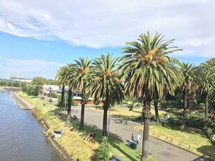 河畔棕榈树风景