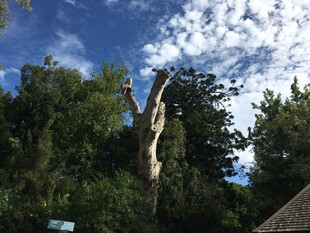 奇特枯树立于葱郁林间