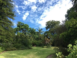林间草地 蓝天白云美景