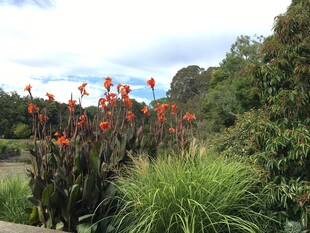 花园中的鲜艳花卉