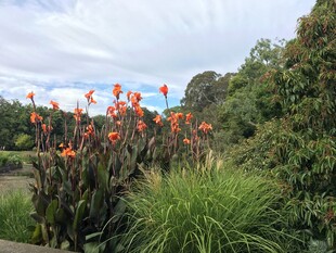 户外艳丽花卉植物景观