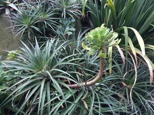 翠绿龙舌兰植物景观