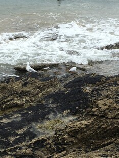 海边礁石上的飞翔海鸥
