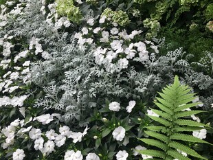 白色小花与绿植的自然景致