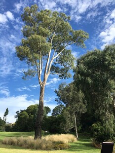 蓝天白云下的高大树木