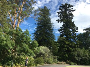 森林中的树木与徒步者