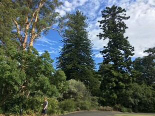 漫步林间小道赏葱郁绿树