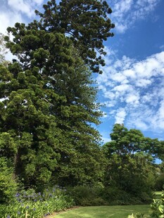 夏日葱郁树林与蓝天美景