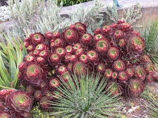 多彩多肉植物群聚景观