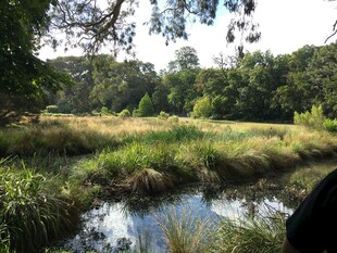 宁静溪边的自然景致